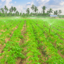 La politique et l’agriculture…