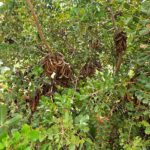 arbre 3 2025-11-05 at 12.46.22