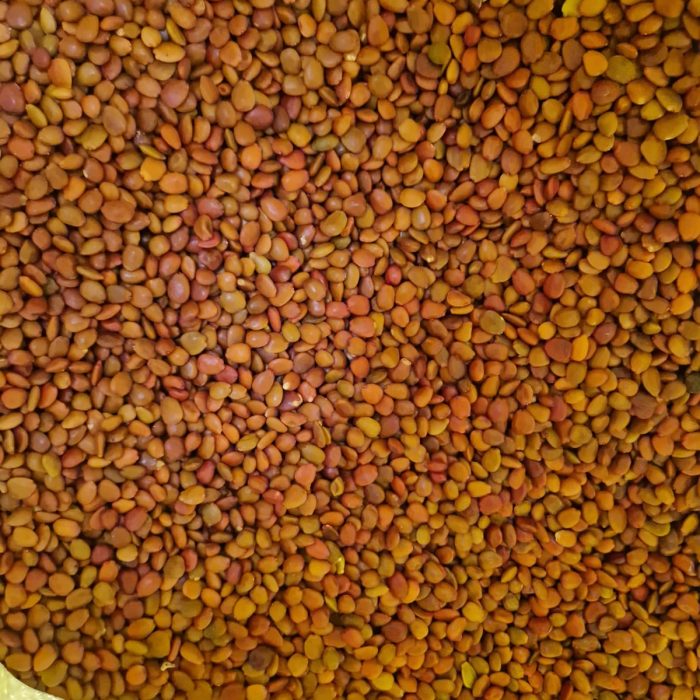 PEPINS2025-11-05 at 12.25.52