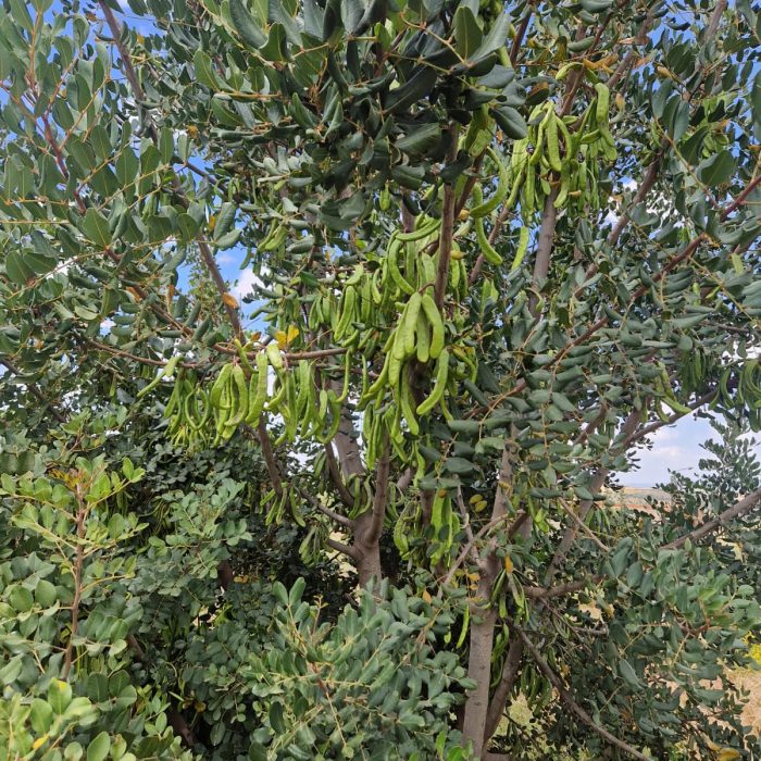 arbre 3 2025-11-05 at 12.32.53