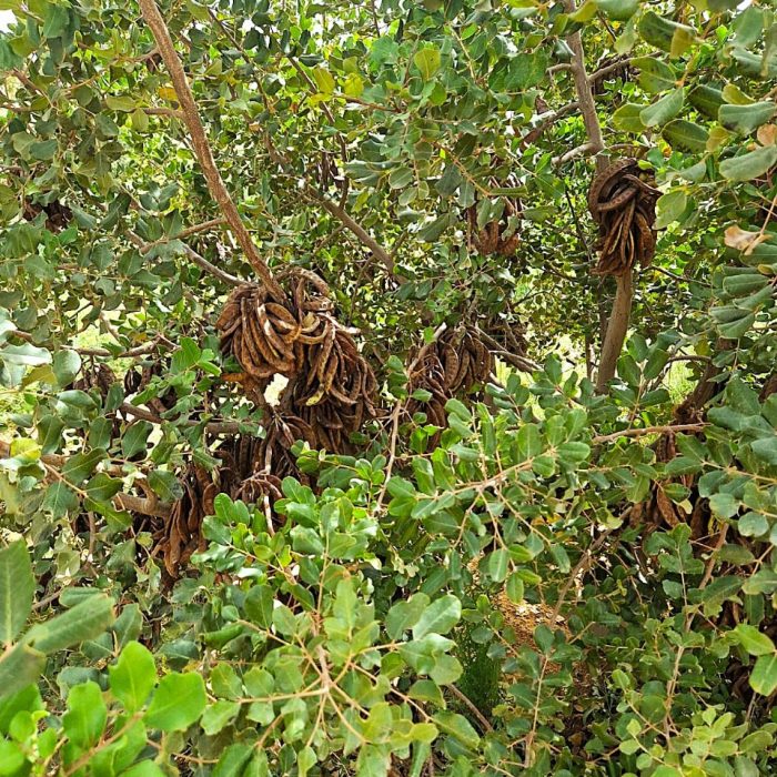 arbre 3 2025-11-05 at 12.46.22